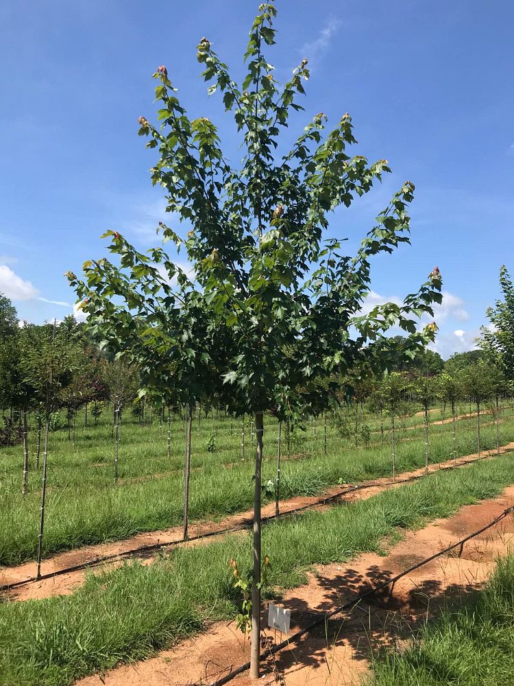 acer-rubrum-franksred-red-sunset-reg-maple