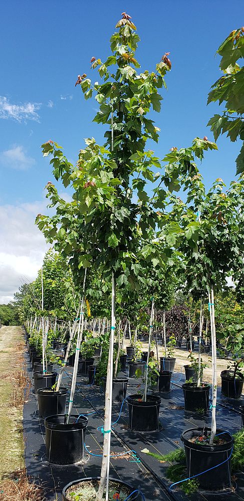 acer-rubrum-franksred-red-sunset-reg-maple