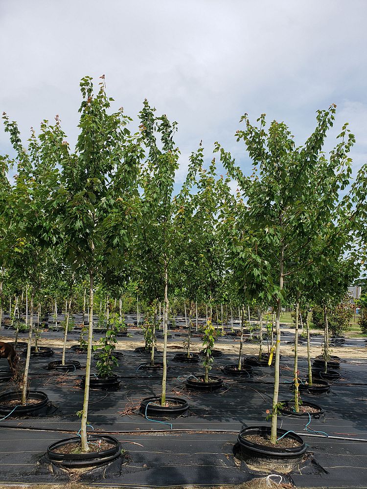 acer-rubrum-franksred-red-sunset-reg-maple