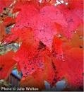 acer-rubrum-franksred-red-sunset-reg-maple