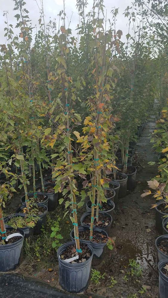Shade Tree Nursery