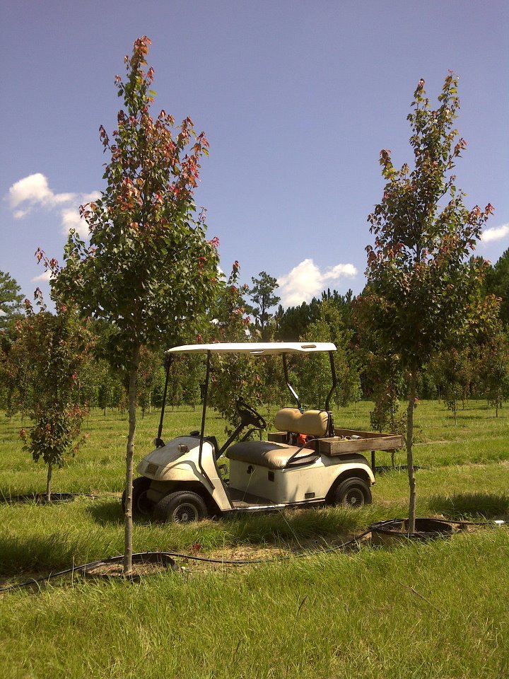 acer-rubrum-hosr-red-maple-summer-red