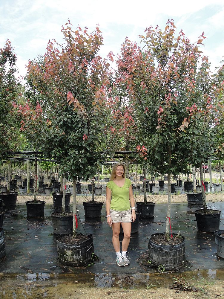 acer-rubrum-hosr-red-maple-summer-red