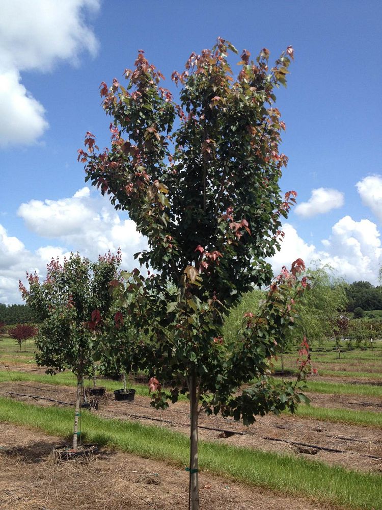 acer-rubrum-hosr-red-maple-summer-red