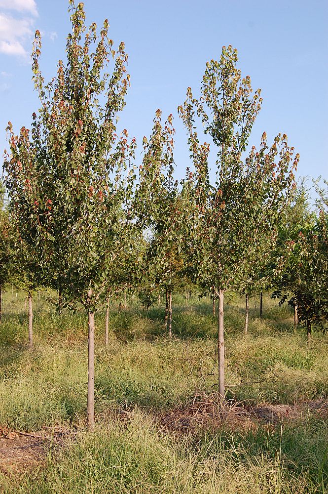 acer-rubrum-hosr-red-maple-summer-red