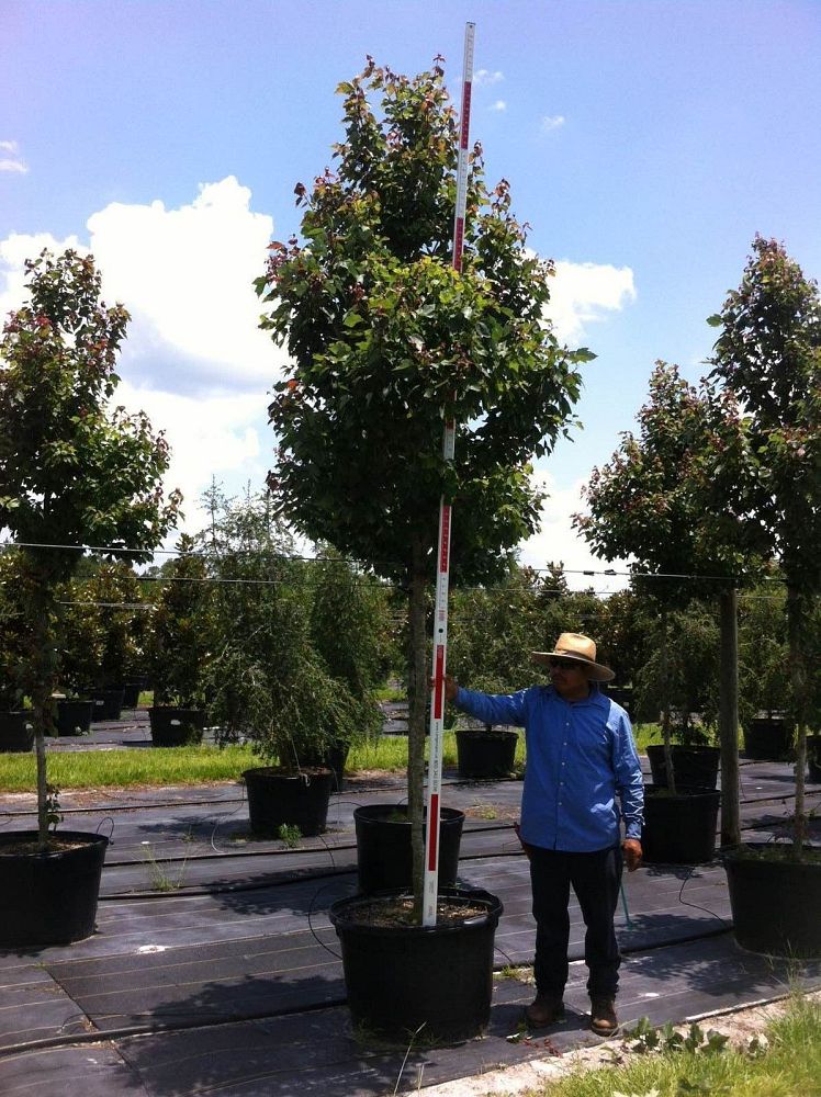 acer-rubrum-hosr-red-maple-summer-red