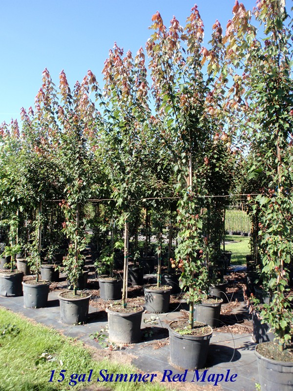 acer-rubrum-hosr-red-maple-summer-red
