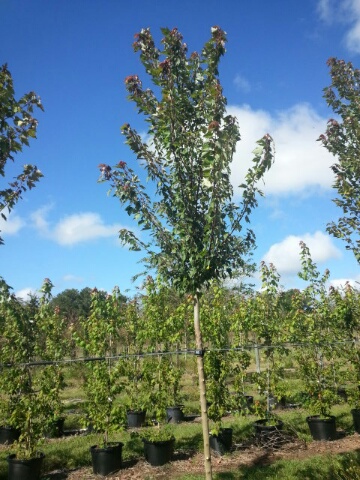 acer-rubrum-hosr-red-maple-summer-red