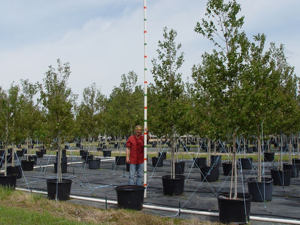 acer-rubrum-hosr-red-maple-summer-red