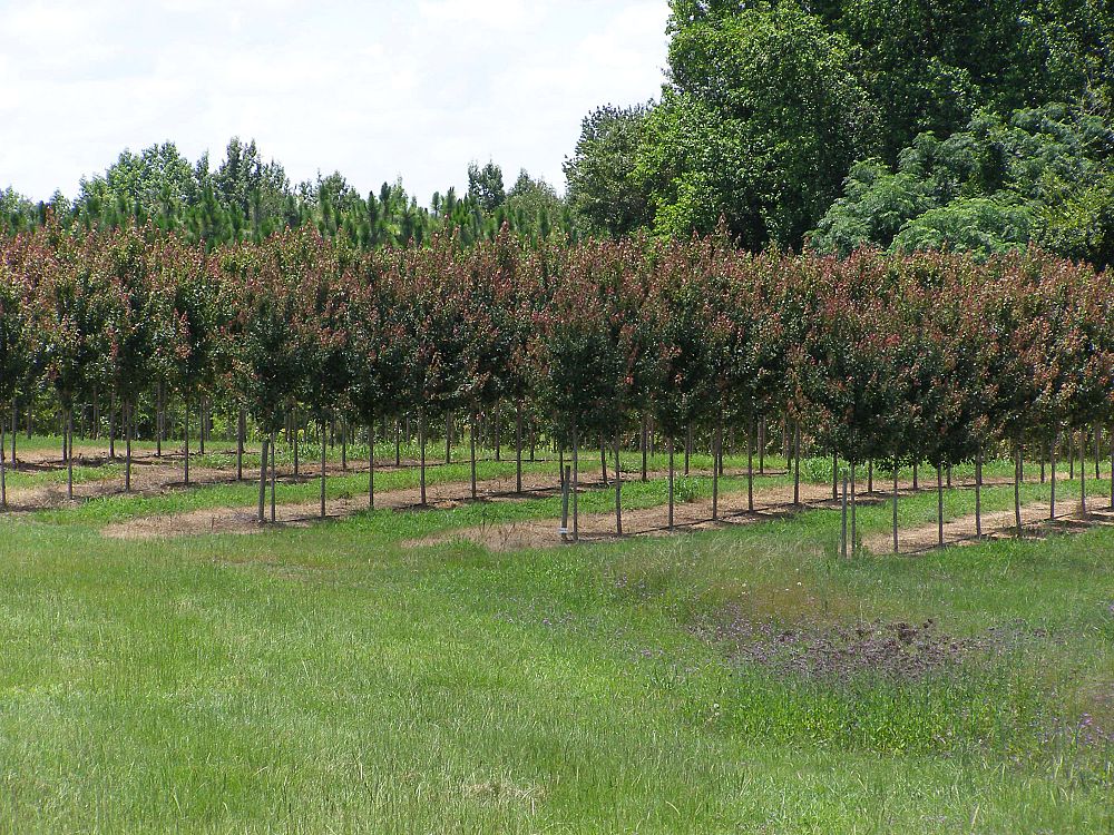 acer-rubrum-hosr-red-maple-summer-red