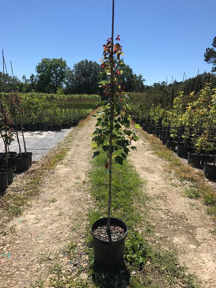 acer-rubrum-hosr-red-maple-summer-red