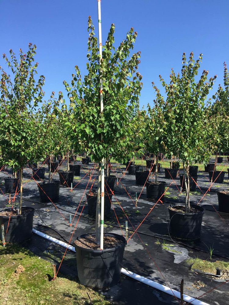 acer-rubrum-hosr-red-maple-summer-red