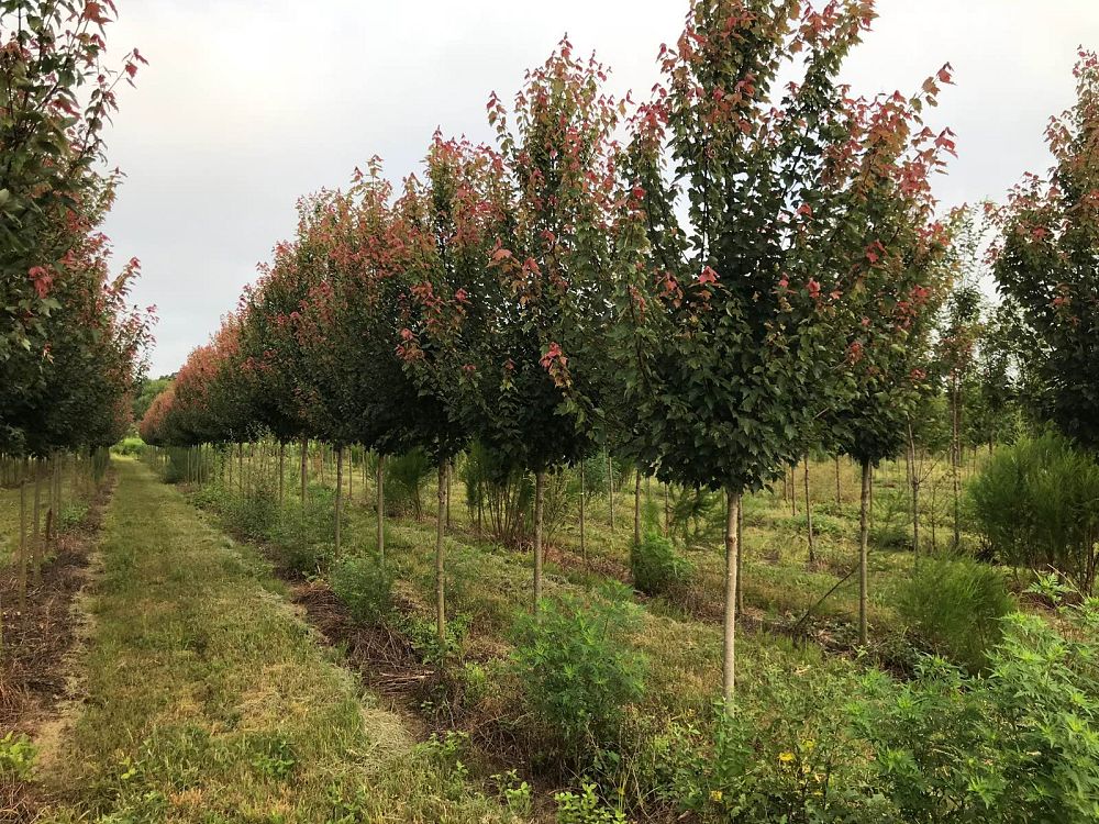acer-rubrum-hosr-red-maple-summer-red