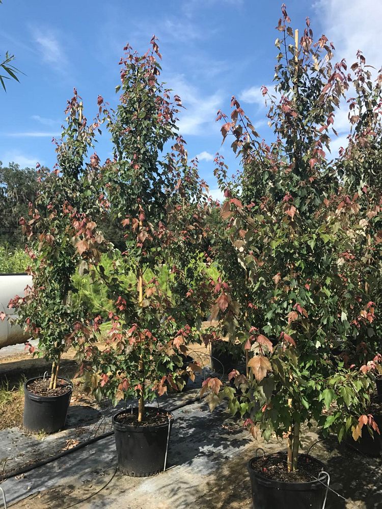 acer-rubrum-hosr-red-maple-summer-red
