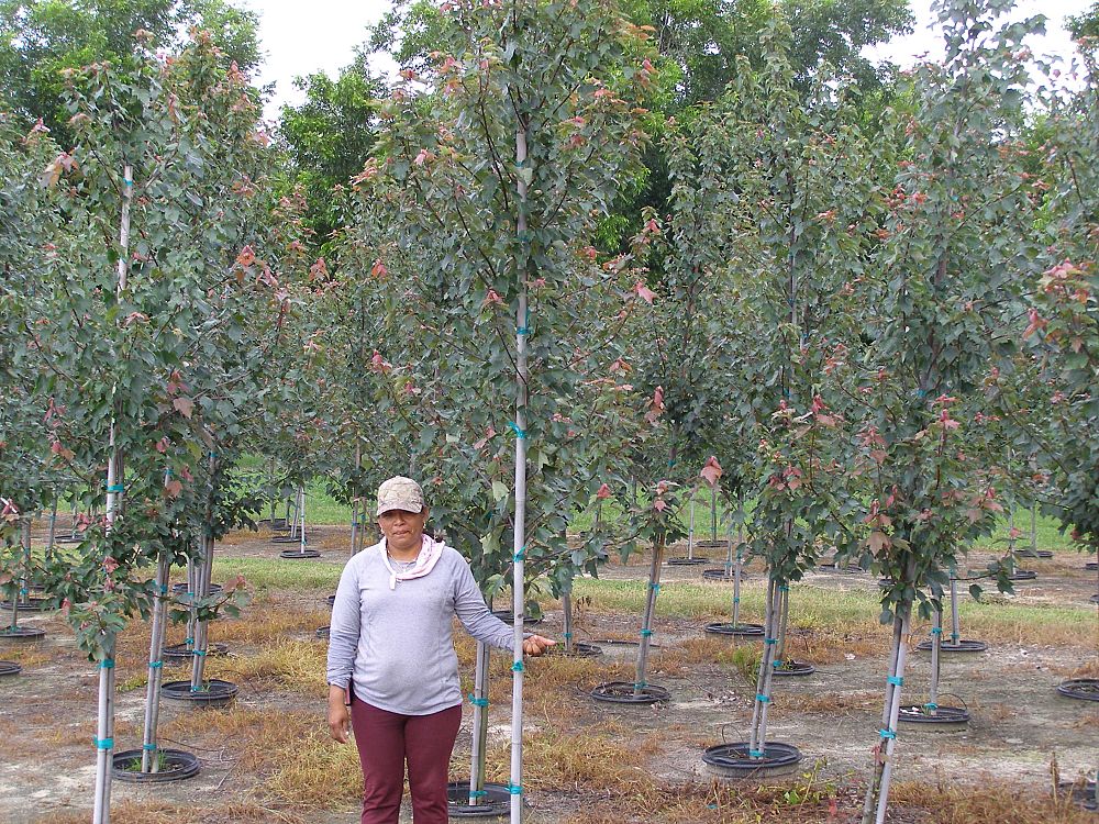 acer-rubrum-hosr-red-maple-summer-red