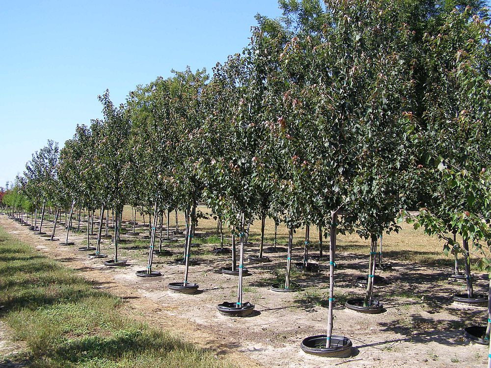 acer-rubrum-hosr-red-maple-summer-red