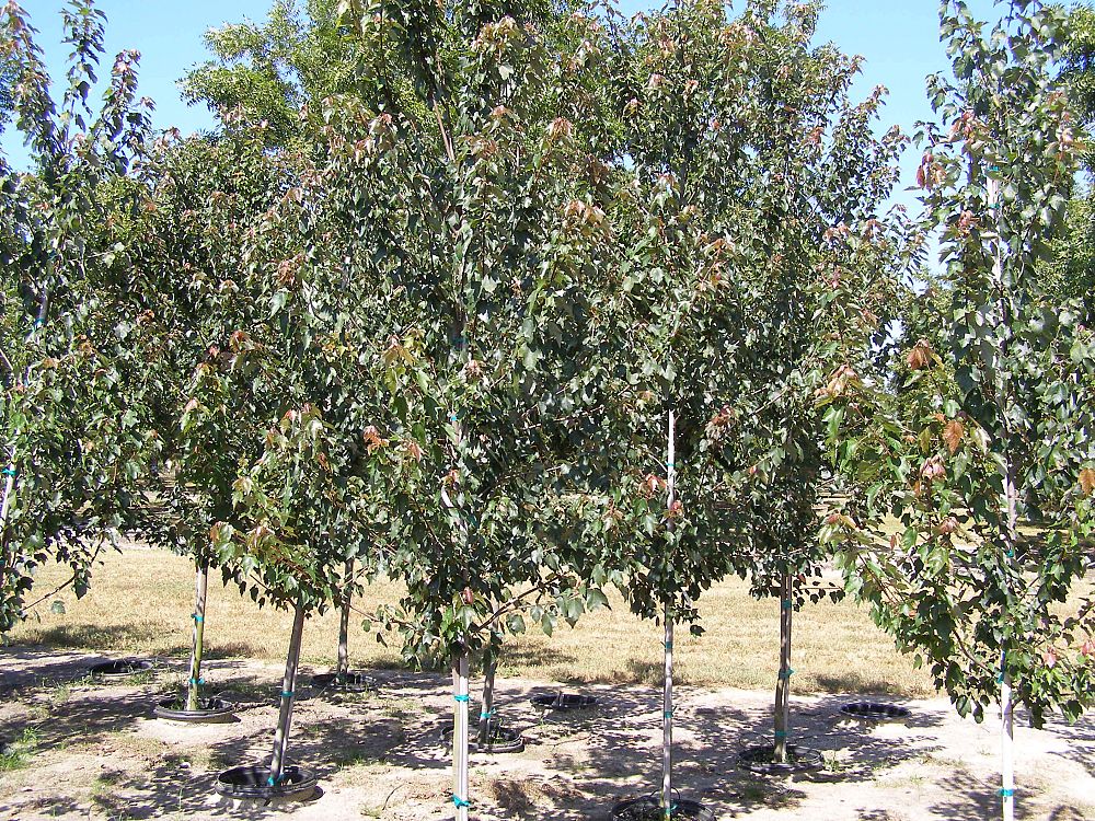 acer-rubrum-hosr-red-maple-summer-red