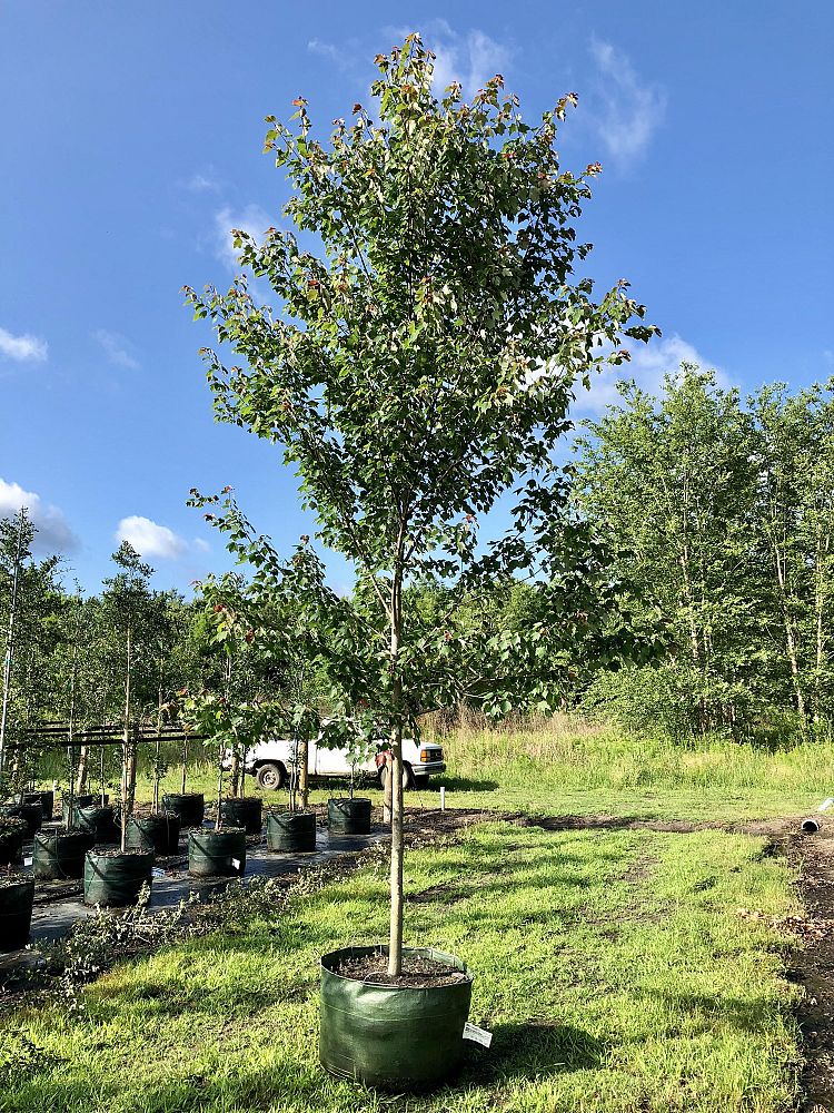 acer-rubrum-hosr-red-maple-summer-red