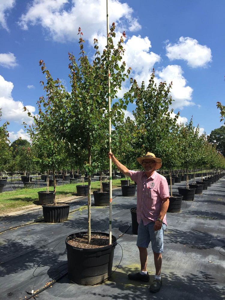 acer-rubrum-hosr-red-maple-summer-red