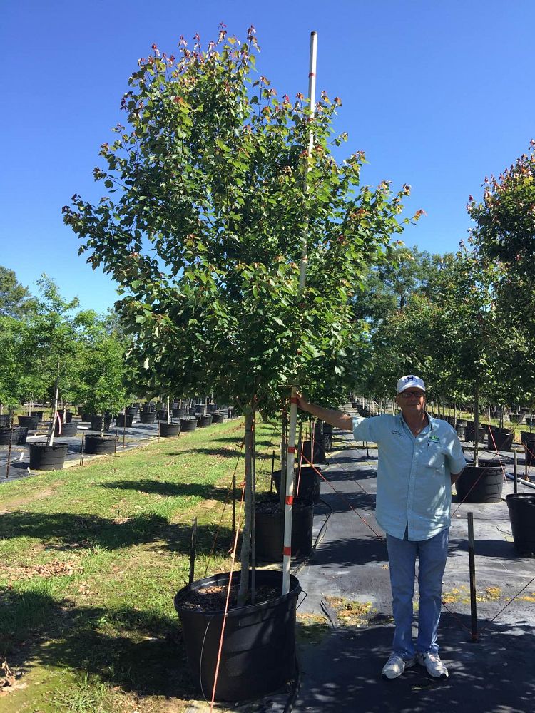 acer-rubrum-hosr-red-maple-summer-red