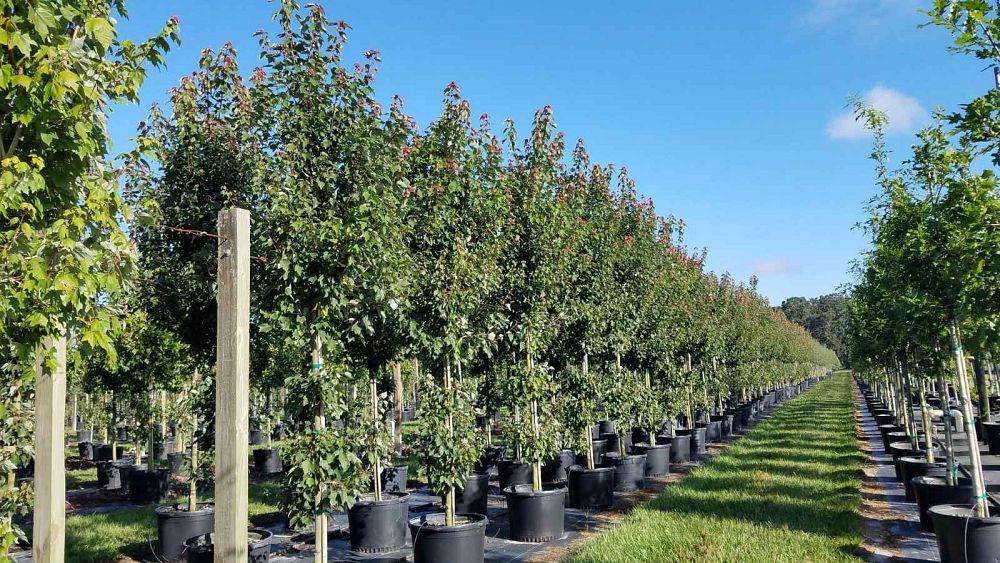 acer-rubrum-hosr-red-maple-summer-red