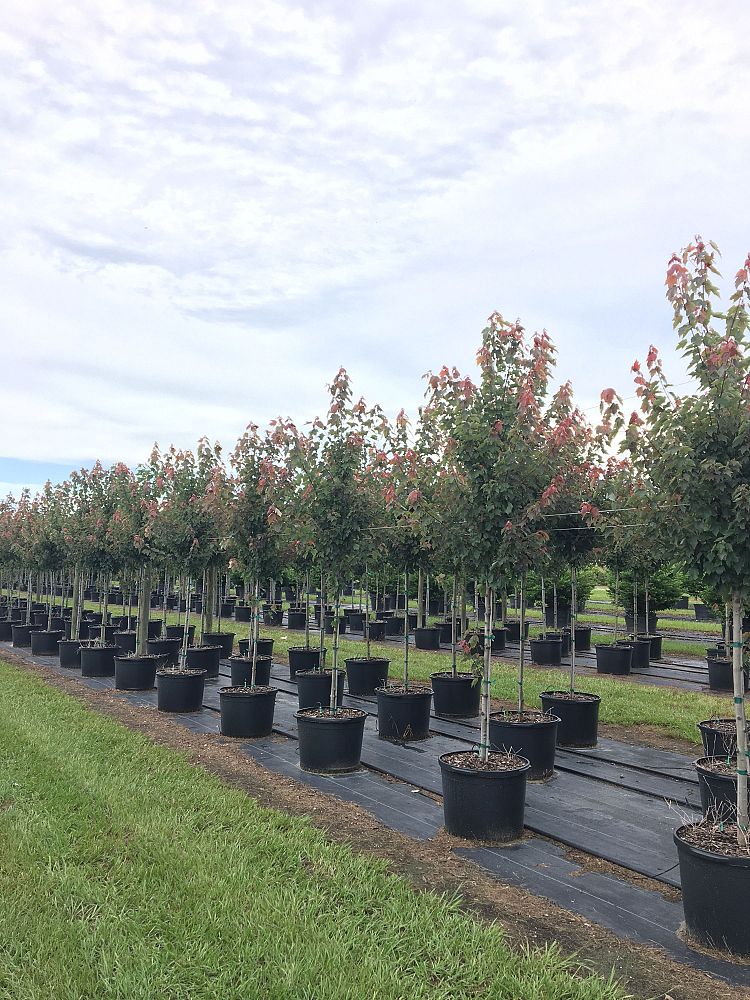 acer-rubrum-hosr-red-maple-summer-red