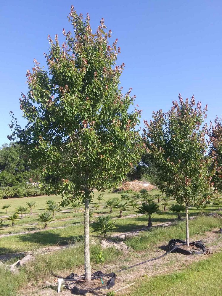 acer-rubrum-hosr-red-maple-summer-red