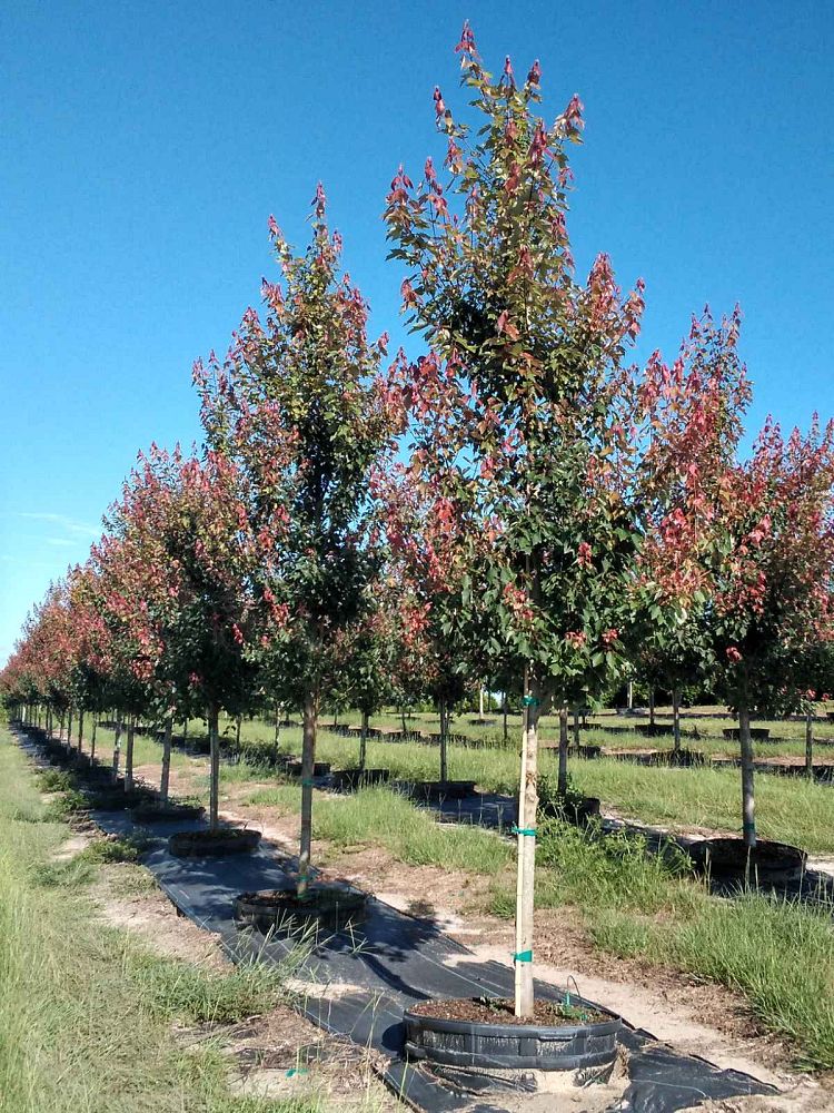 acer-rubrum-hosr-red-maple-summer-red