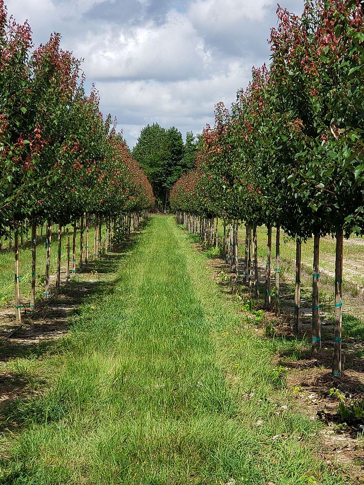acer-rubrum-hosr-red-maple-summer-red