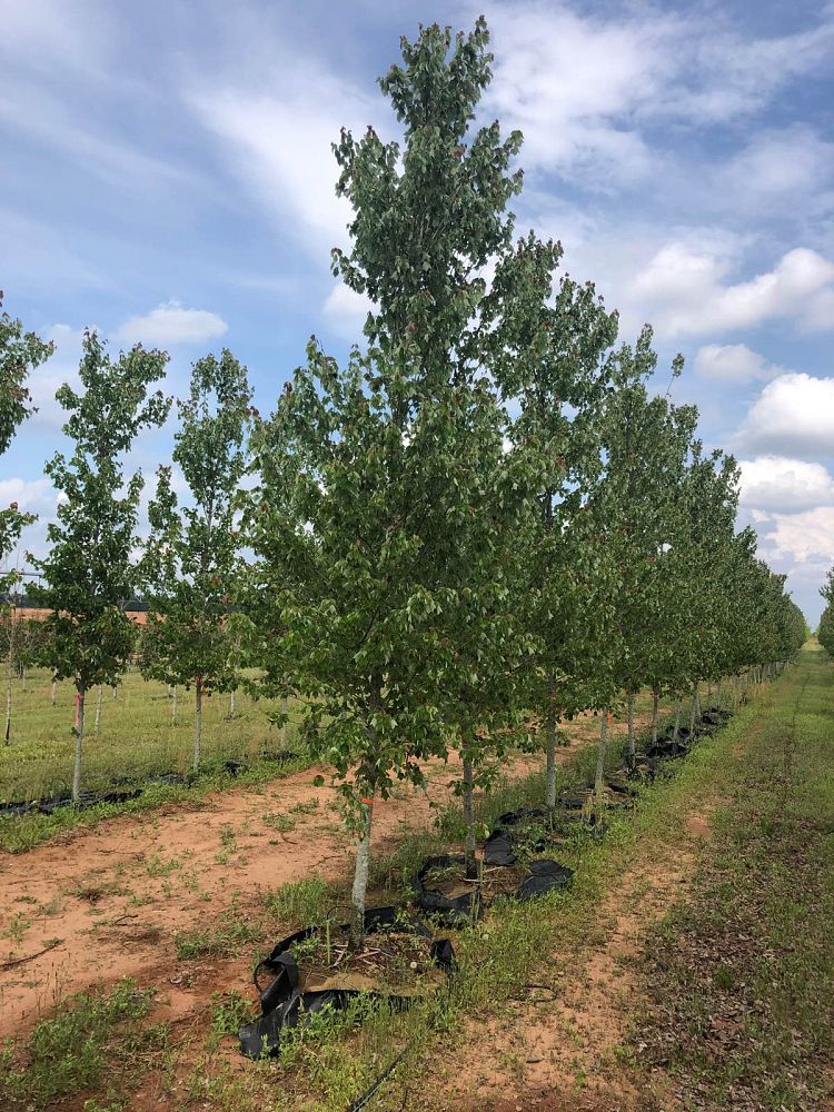 acer-rubrum-hosr-red-maple-summer-red