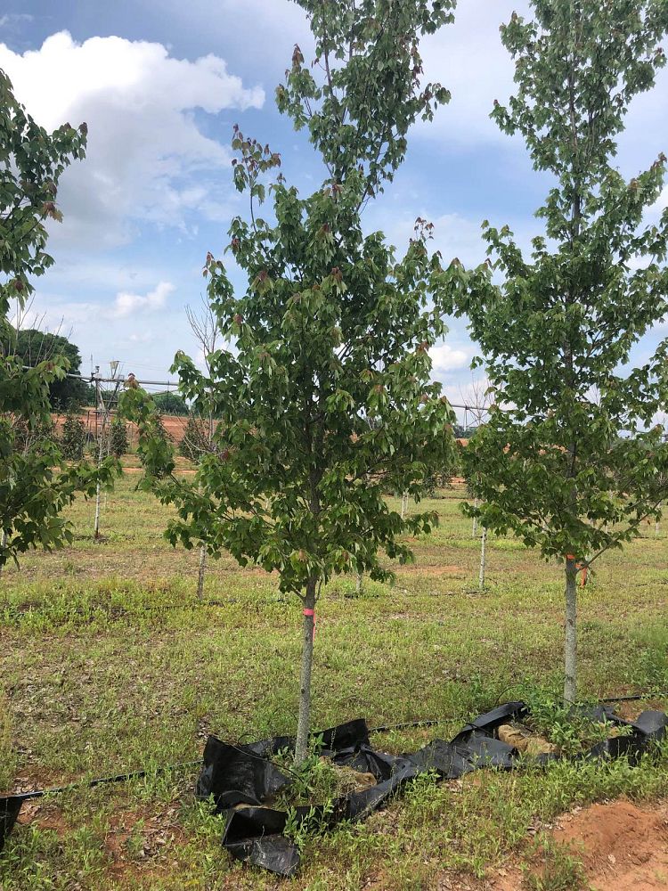 acer-rubrum-hosr-red-maple-summer-red