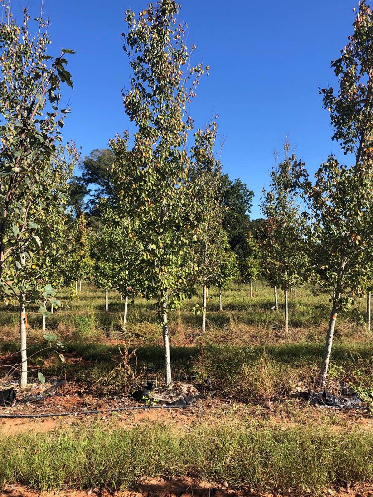 acer-rubrum-hosr-red-maple-summer-red