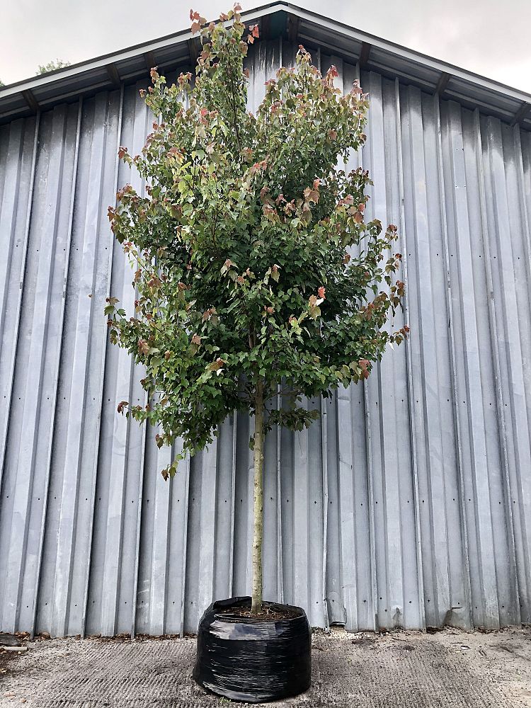 acer-rubrum-hosr-red-maple-summer-red