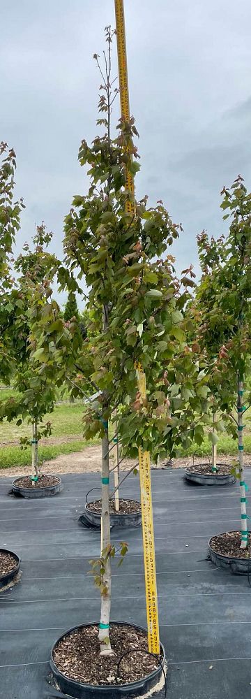 acer-rubrum-hosr-red-maple-summer-red