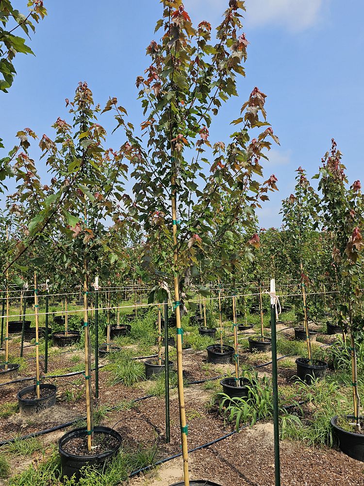 acer-rubrum-hosr-red-maple-summer-red