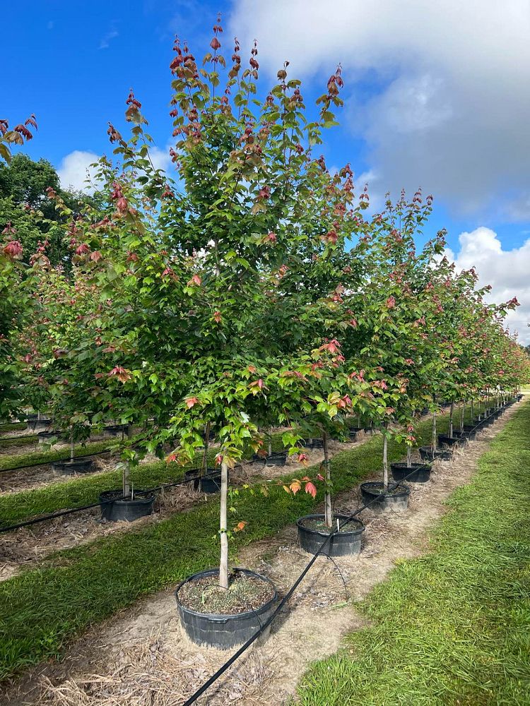 acer-rubrum-hosr-red-maple-summer-red