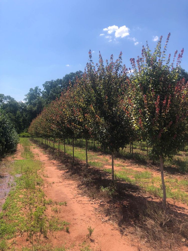 acer-rubrum-hosr-red-maple-summer-red