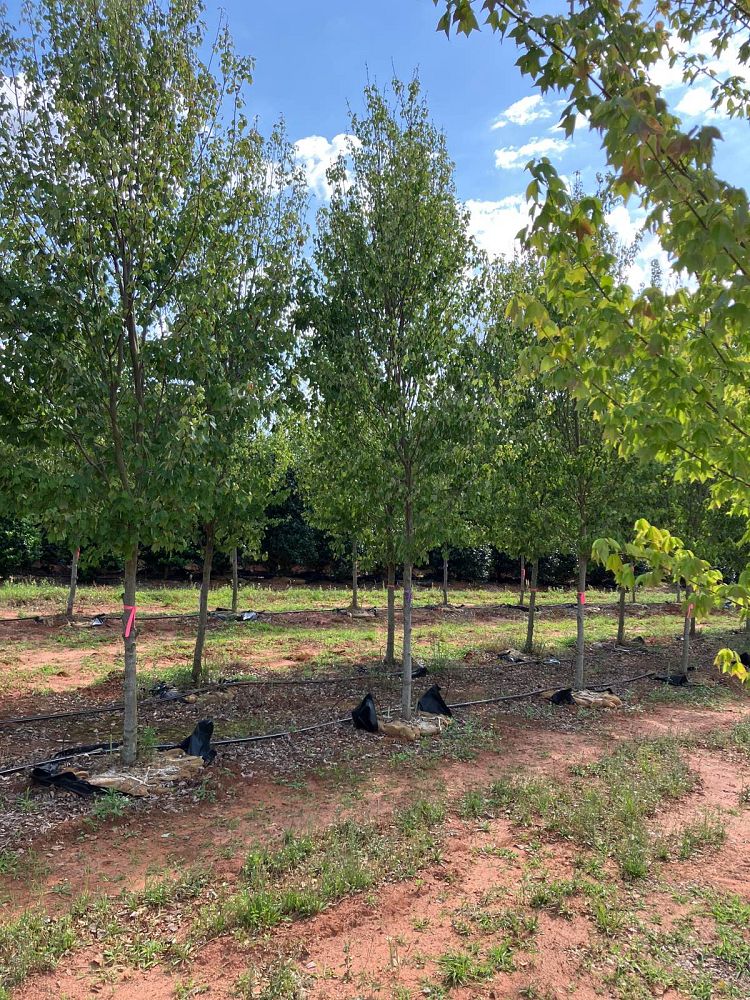 acer-rubrum-hosr-red-maple-summer-red