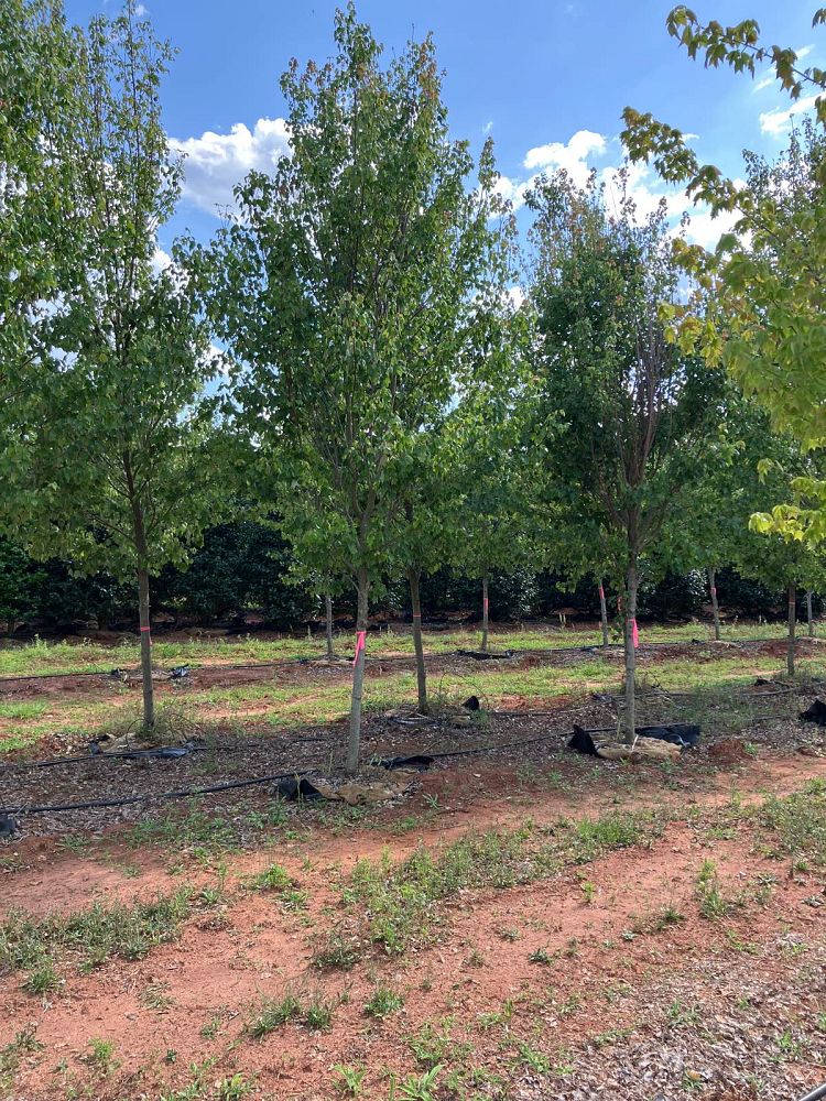 acer-rubrum-hosr-red-maple-summer-red