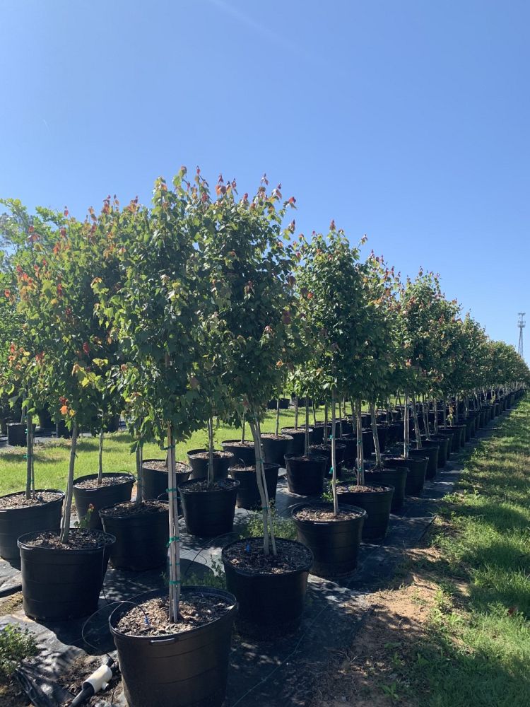 acer-rubrum-hosr-red-maple-summer-red
