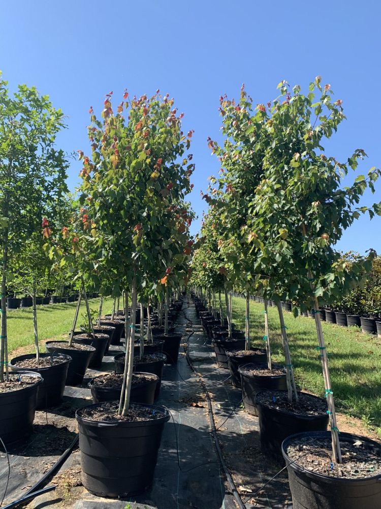 acer-rubrum-hosr-red-maple-summer-red