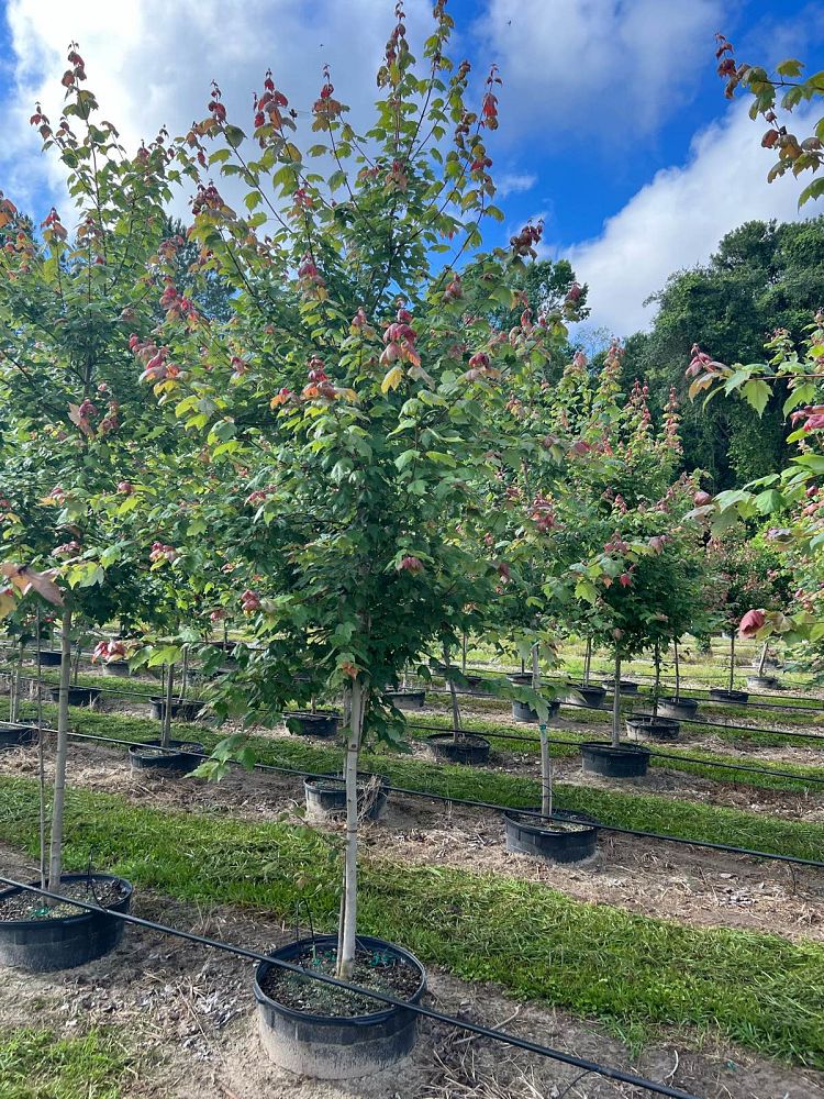 acer-rubrum-hosr-red-maple-summer-red