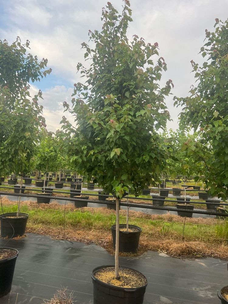 acer-rubrum-hosr-red-maple-summer-red