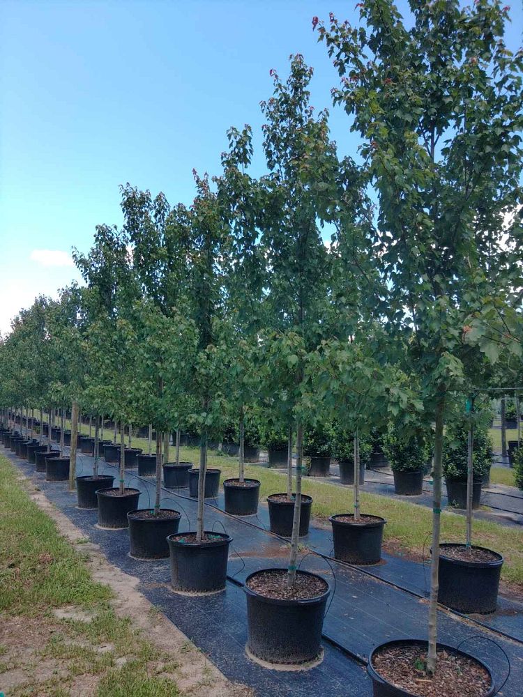 acer-rubrum-hosr-red-maple-summer-red