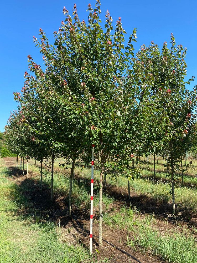 acer-rubrum-hosr-red-maple-summer-red