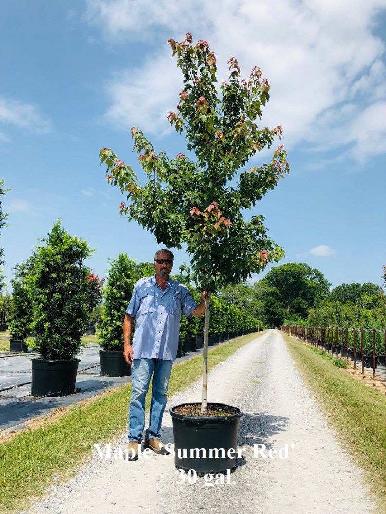 acer-rubrum-hosr-red-maple-summer-red