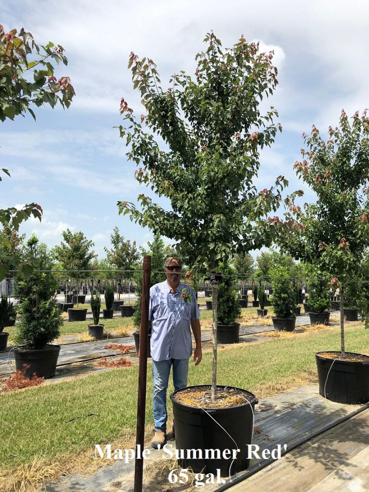 acer-rubrum-hosr-red-maple-summer-red