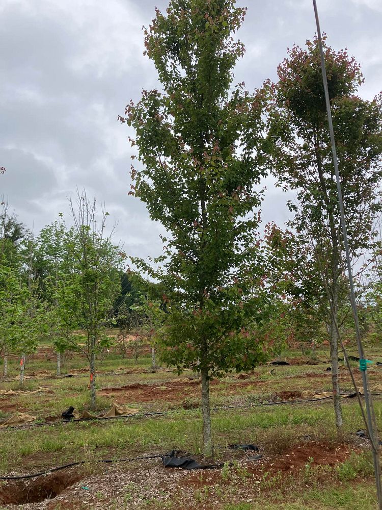 acer-rubrum-hosr-red-maple-summer-red