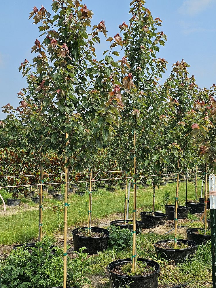 acer-rubrum-hosr-red-maple-summer-red