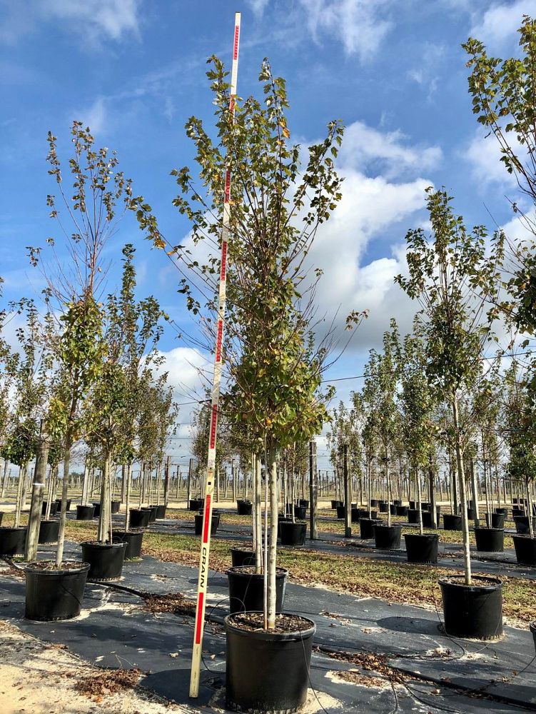 acer-rubrum-hosr-red-maple-summer-red